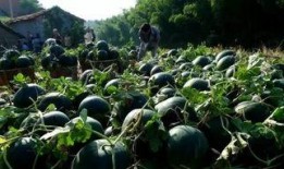 青海浪山吃瓜视频免费观看大全,免费观看大全，一网打尽精彩瞬间