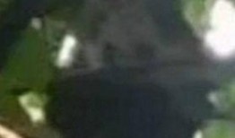 熊猫明星爆料视频在线观看,揭秘幕后精彩瞬间