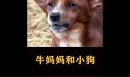 悲伤小狗爆料视频大全,温情瞬间触动人心