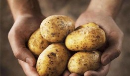 土豆直播网红吃瓜,趣味横生引网友热议