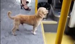 悲伤小狗爆料视频大全,温情瞬间触动人心