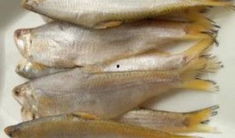 黄鲫子鱼爆料怎么做视频,揭秘视频制作全攻略