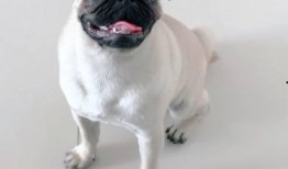 巴哥线索爆料了吗视频,爆料视频背后的惊人真相