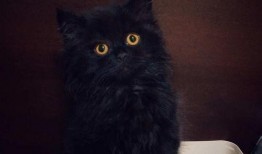 猫哥最新预测爆料,揭秘未来趋势，揭秘行业动向！