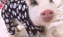 搞笑猪视频在线观看,猪你笑翻！搞笑猪视频在线狂欢盛宴