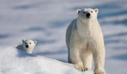 北极熊爆料视频,震撼爆料的极地生存真相