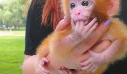 小猴子娱乐圈真实的爆料,小猴子独家爆料，真实事件大起底