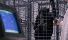 非礼勿视1手机在线观看,手机在线观看，揭秘神秘事件背后的真相