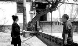 沙河村最新爆料事件,揭秘事件背后惊人真相