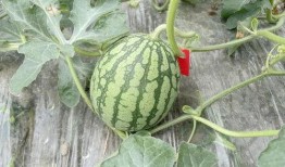 网红的吃瓜群怎么进,如何轻松加入神秘社交圈