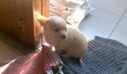 悲伤小狗爆料视频大全,温情瞬间触动人心