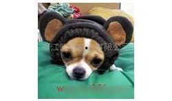 爆料宠物玩具怎么做视频,轻松上手，打造萌宠专属乐园