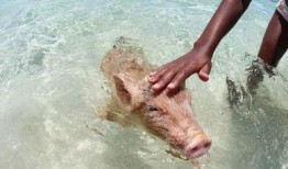 搞笑猪视频在线观看,猪你笑翻！搞笑猪视频在线狂欢盛宴