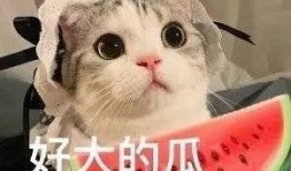 文安吃瓜网红是谁啊,是谁在网络上掀起热议？