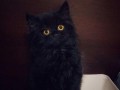 猫哥最新预测爆料,揭秘未来趋势，揭秘行业动向！