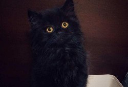 猫哥最新预测爆料,揭秘未来趋势，揭秘行业动向！